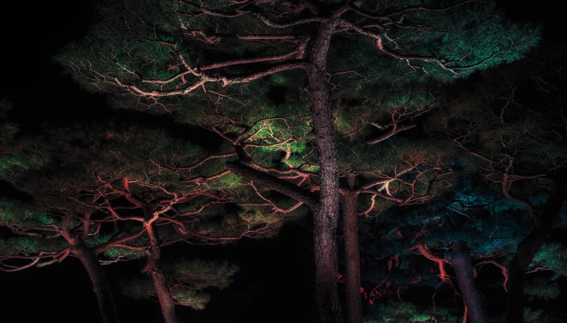 소나무의 야경, Pigment print 2025 - 윤민재