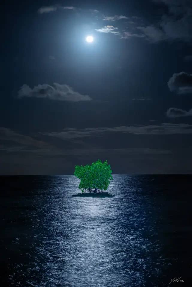 Moonlight Mangrove_Tokuo, Hahnemühle Baryta FB, pigment ink-jet print 2023 by Lee Yoll
