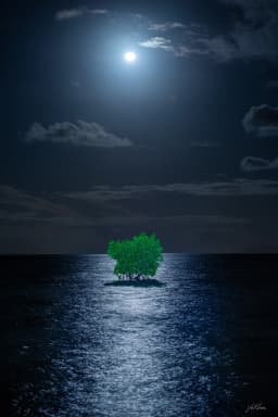 Moonlight Mangrove_Tokuo