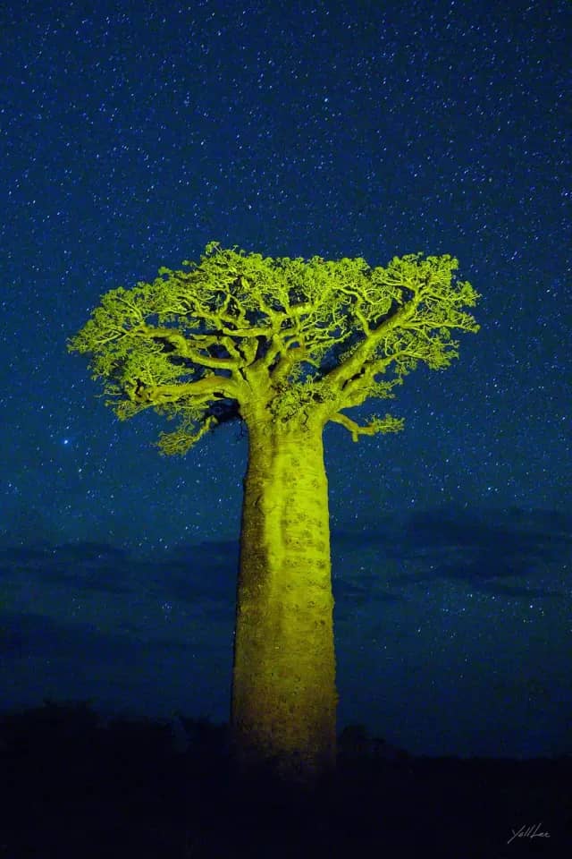 Stars and Green Baobab, Hahnemühle Baryta FB, pigment ink-jet print 2020 by Lee Yoll