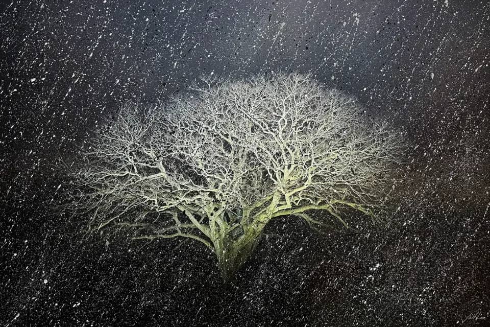 Hackberry Tree of Myeonjeon-ri, Jaeundo, Hahnemühle Baryta FB, pigment ink-jet print & acrylic paint 2025 by Lee Yoll