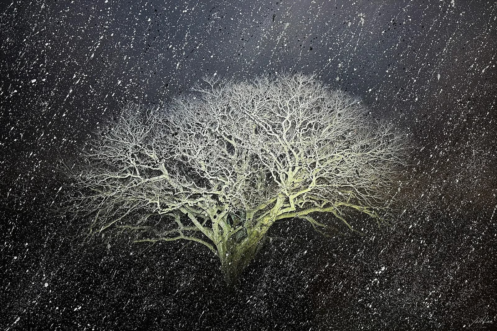 Hackberry Tree of Myeonjeon-ri, Jaeundo, Hahnemühle Baryta FB, pigment ink-jet print & acrylic paint 2025 by Lee Yeol