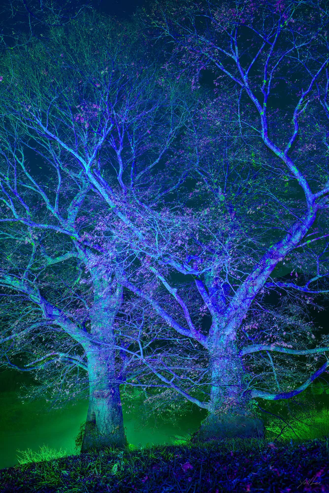 Podumyeon Bongnimri_Zelkova tree, 2026, Hahnemühle Baryta FB, pigment ink-jet print 2026 by Lee Yoll
