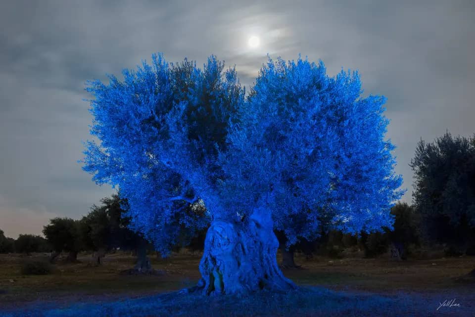 Heart shape blue olive tree, 2018, Hahnemühle Baryta FB, pigment ink-jet print 2018 by Lee Yoll