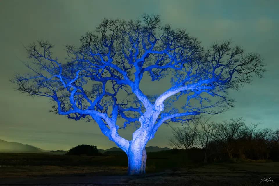 Palgeumdo imokri-hackberry tree, 2022, Hahnemühle Baryta FB, pigment ink-jet print 2022 by Lee Yoll