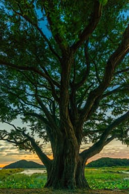 Art Tree_Boleumdo, 2019