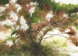 a late summer forest