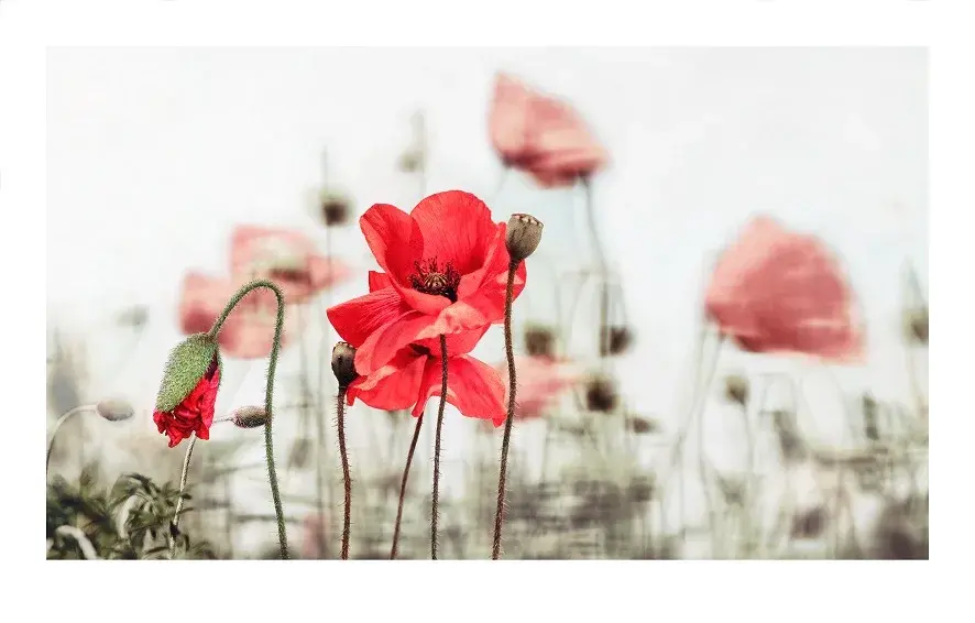 Encore, Signed Limited Edition Fine Art Original Print by Lee Hocheol