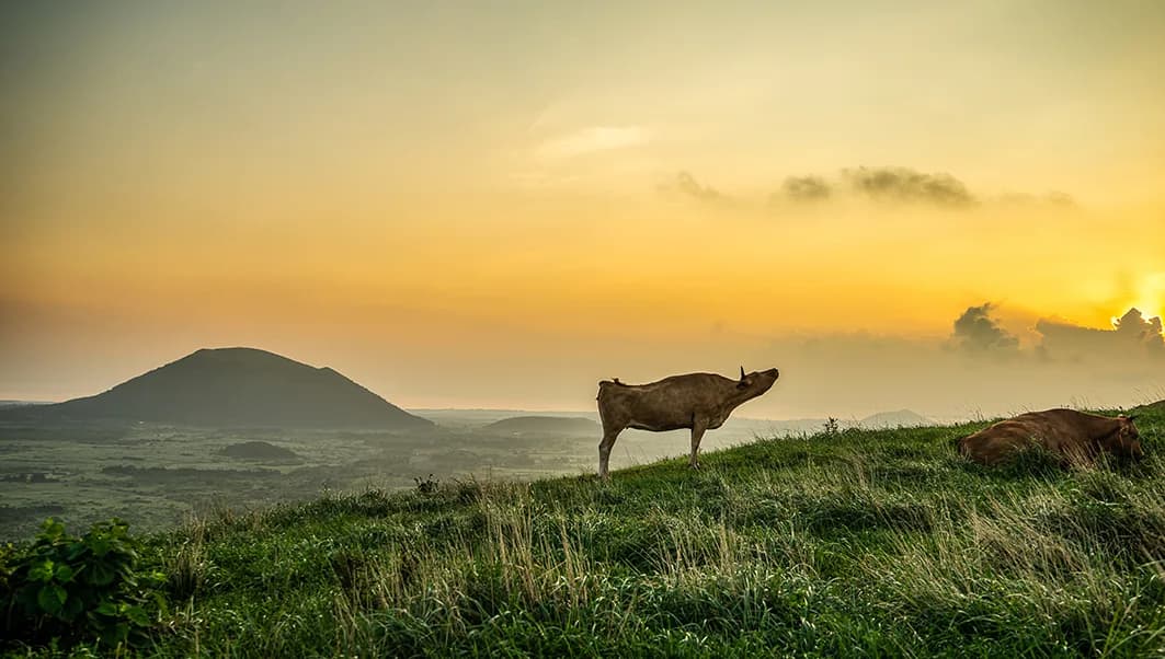 Morning of the Oreum, Pigment ink on FineArt Paper print - 김수오
