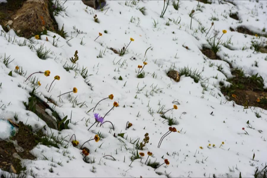 Flowers Fall and Return to Earth (花落以土) #15, Archival pigment print - Jeong Geumhui