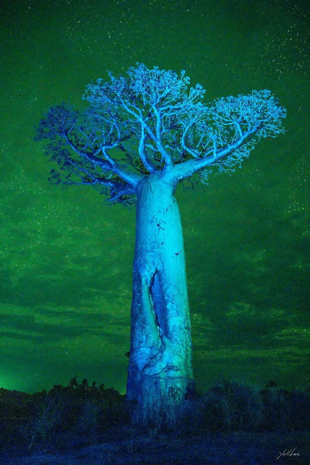 Blue Baobab of Memory, Hahnemuhle Baryta FB, pigment ink-jet print - Lee Yeol