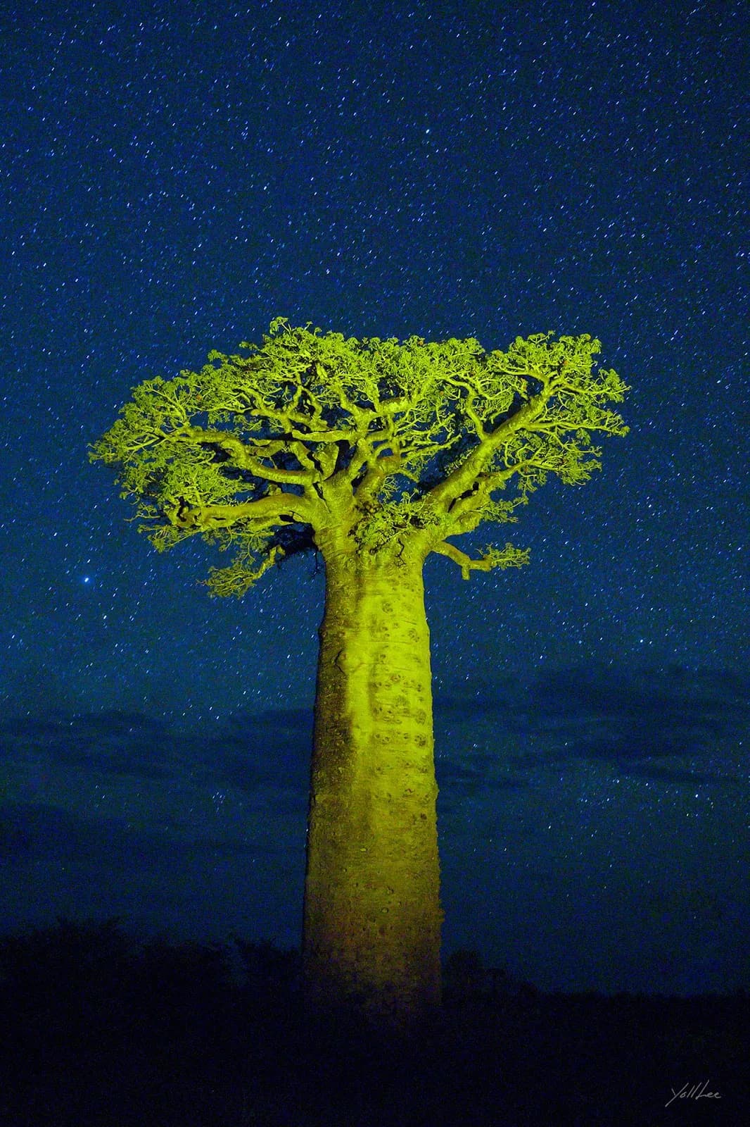 Stars and Green Baobab, Hahnemühle Baryta FB, pigment ink-jet print - Lee Yeol