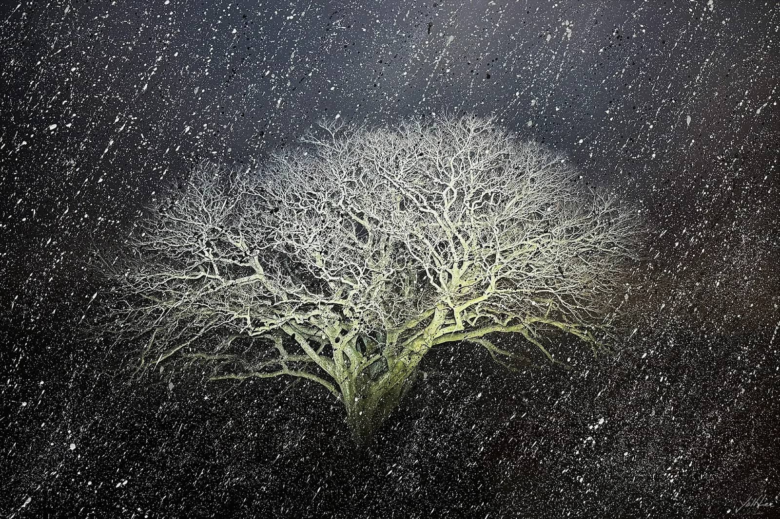 자은도 면전리 팽나무, Hahnemühle Baryta FB, pigment ink-jet print & acrylic paint - 이열
