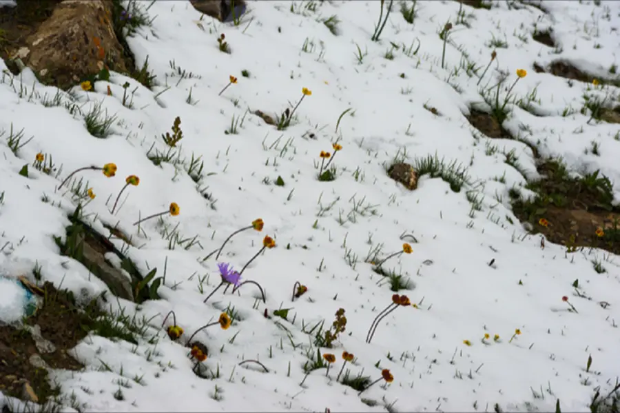 화락이토花落以土 #15 - 정금희