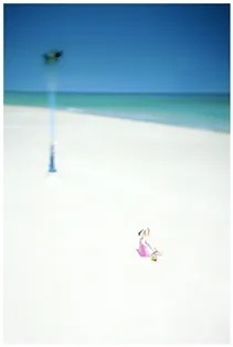 이수철 - 위미벚꽃