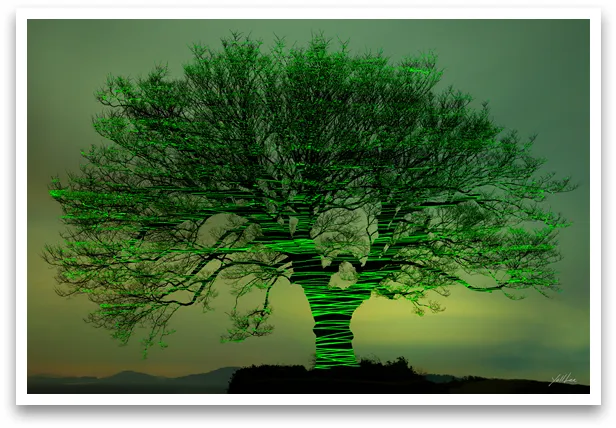 이흥렬 - 신안신목 시리즈 지도 내양리 느티나무