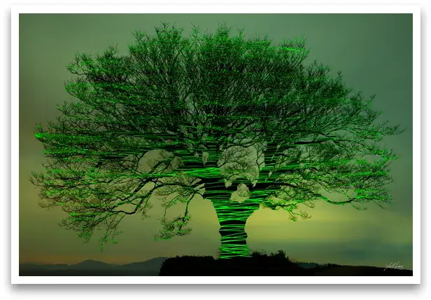 이흥렬 - 신안신목 시리즈 지도 내양리 느티나무